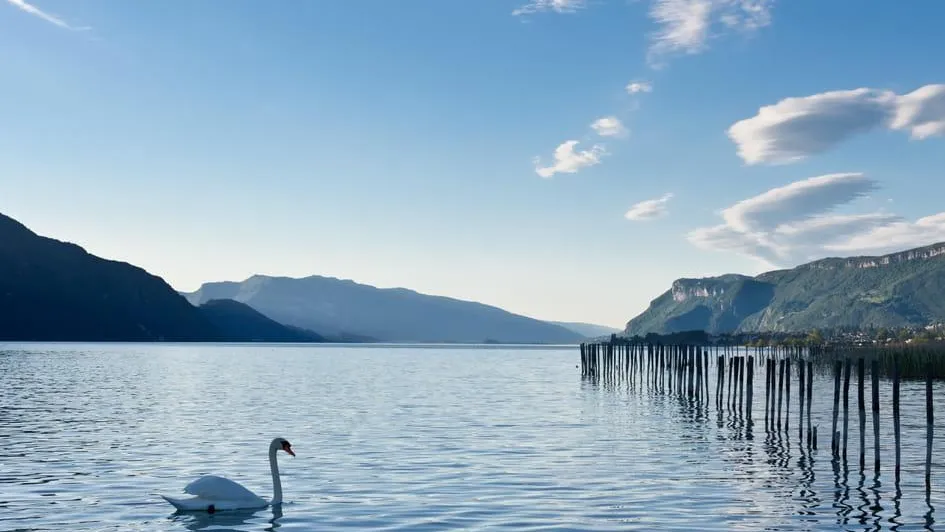 Un cygne nage sur un lac entouré de montagnes et de quelques nuages dans un ciel bleu