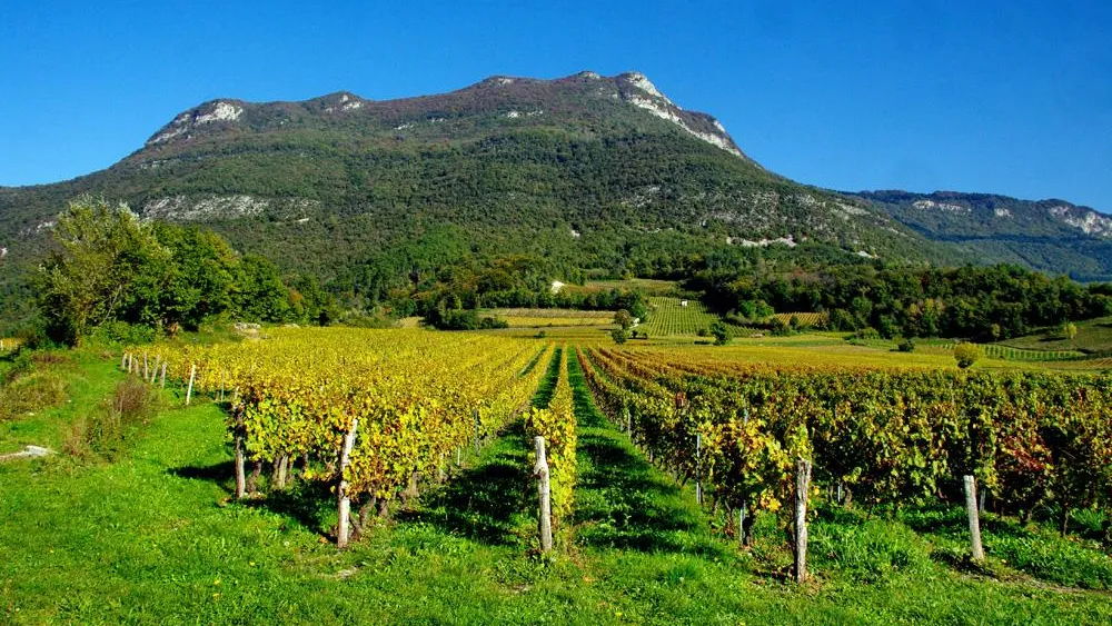 Vignoble avec des rangées de vignes en automne devant une montagne boisée sous un ciel bleu clair